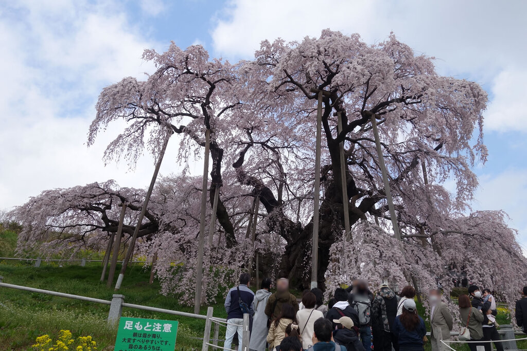 滝桜・2
