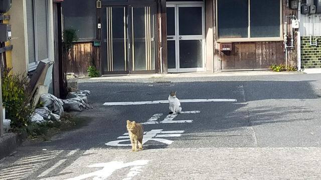 ぬこ
