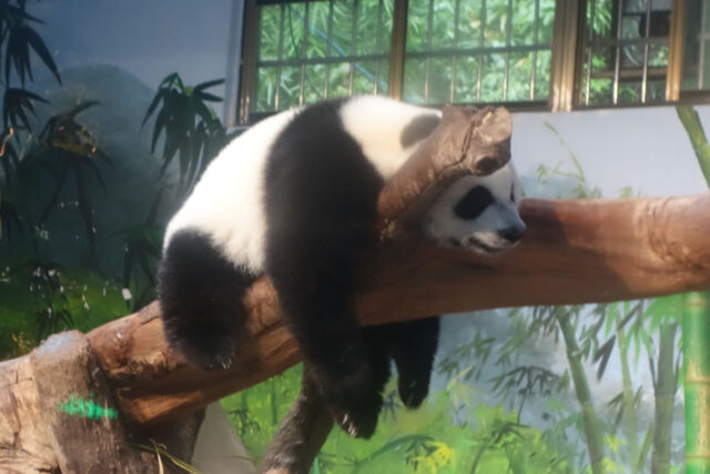 うなだれパンダ