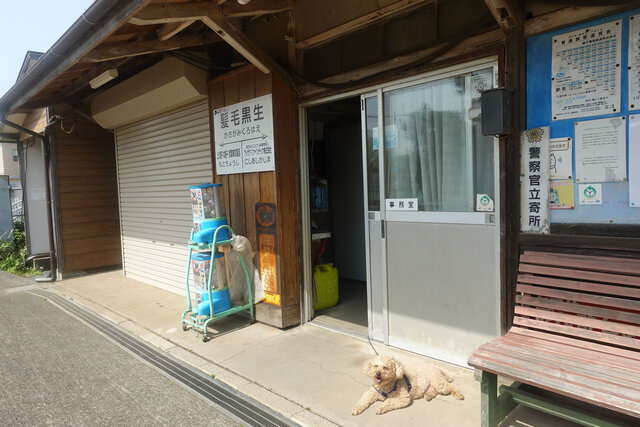 わんこ