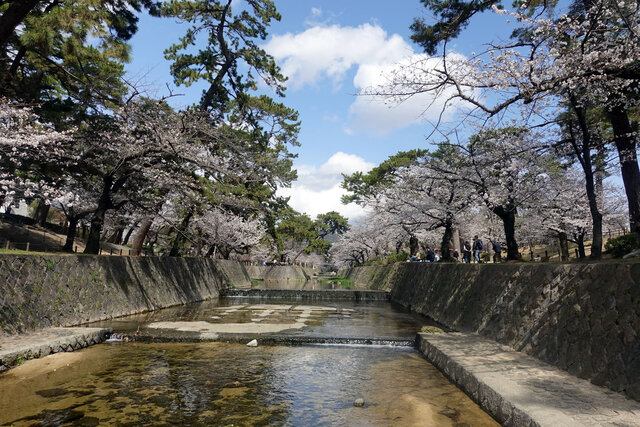 夙川公園の桜