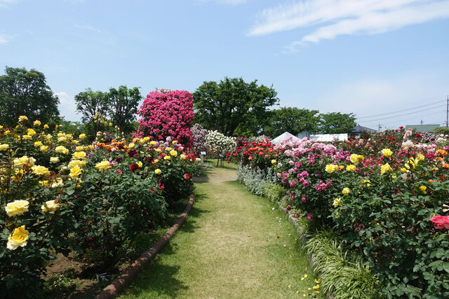 ばら園