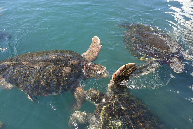 ウミガメの餌やり