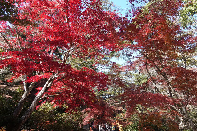 紅葉谷公園